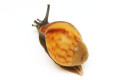 Archachatina marginata candefacta Cameroon striped juvenil